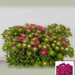 Sommerastern fuchsia 60cm