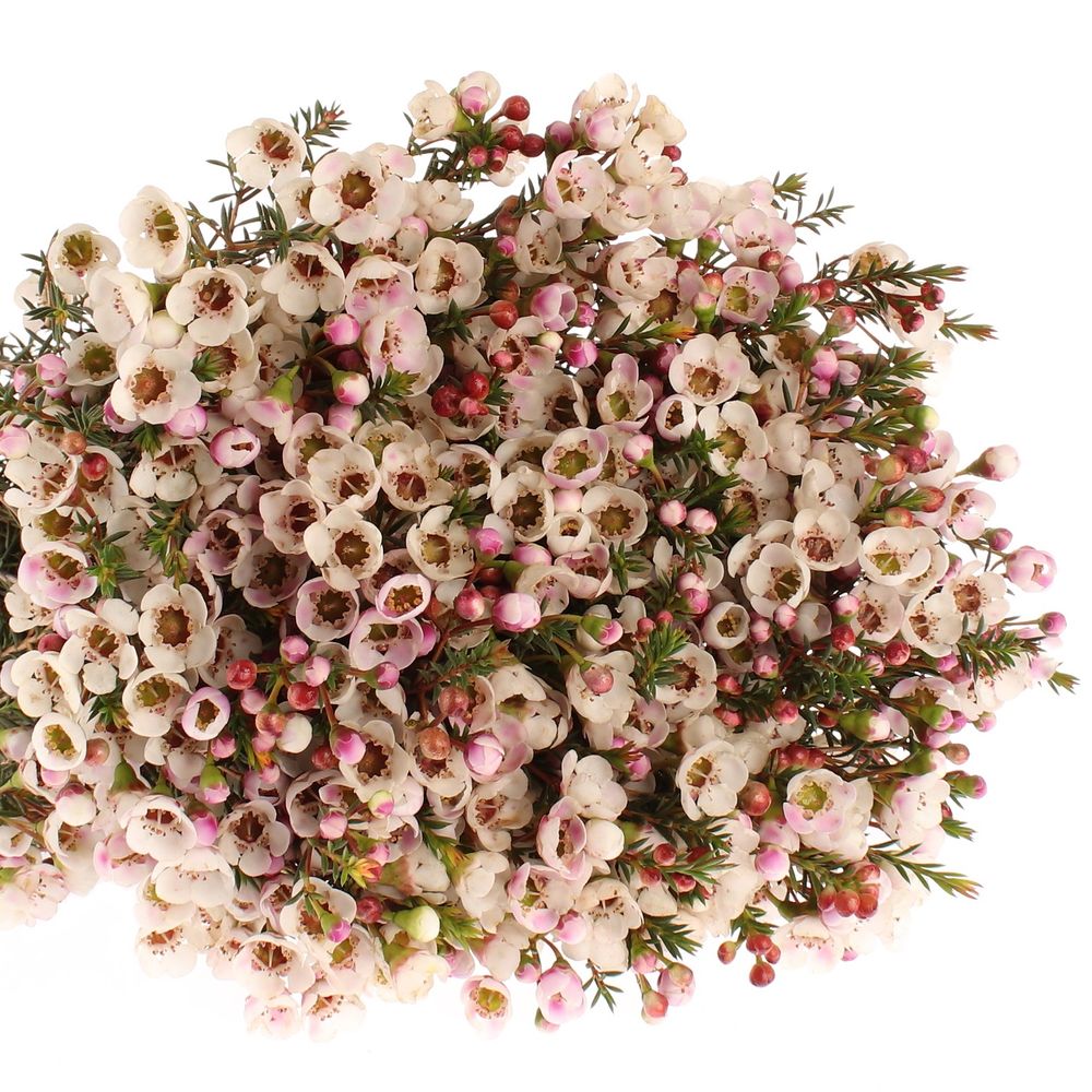 Wachsflower creme Moonlight Delight 55 Gramm 60cm