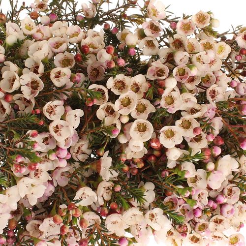 Wachsflower creme Moonlight Delight 55 Gramm 60cm