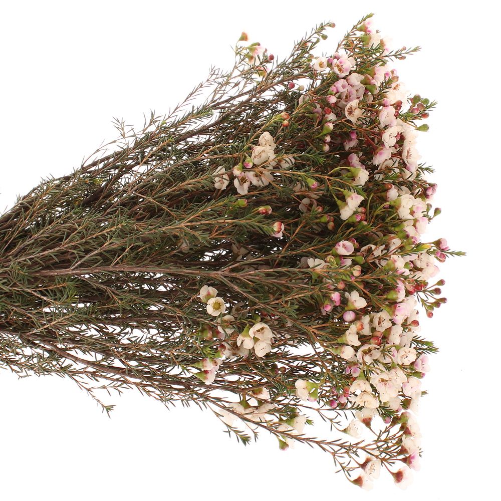 Wachsflower creme Moonlight Delight 55 Gramm 60cm