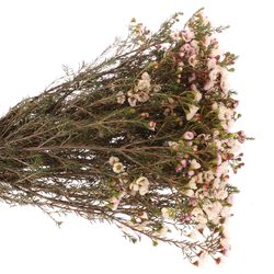 Wachsflower creme Moonlight Delight 55 Gramm 60cm