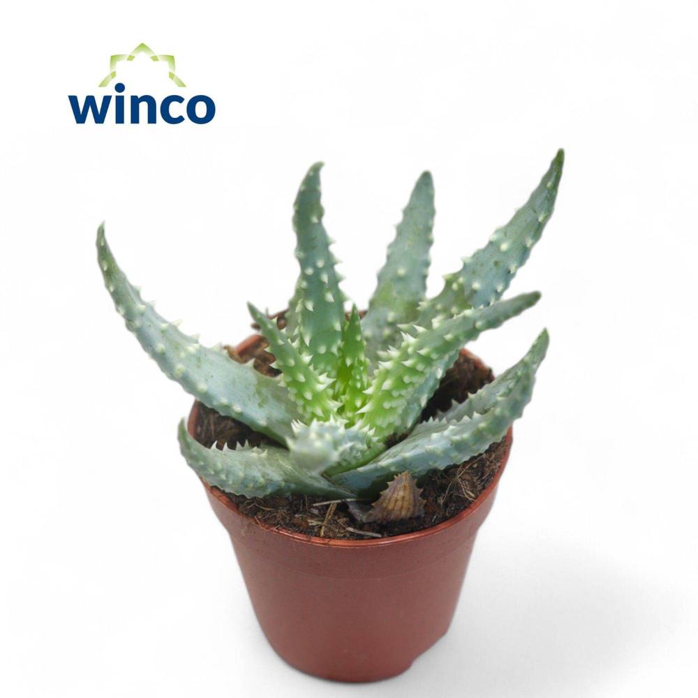 Aloë Humullis T05,5 H016