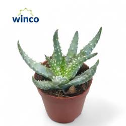 Aloë Humullis T05,5 H016