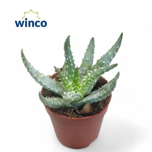 Aloë Humullis T05,5 H016