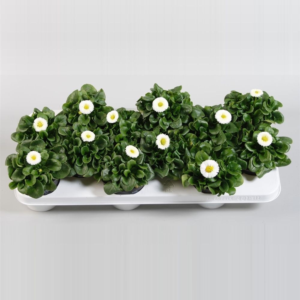 Bellis weiss T10,5 H10