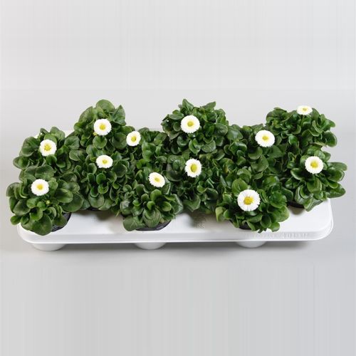 Bellis weiss T10,5 H10