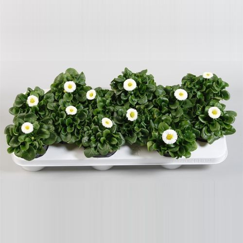 Bellis weiss T10,5 H10