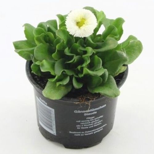 Bellis weiss T10,5 H10