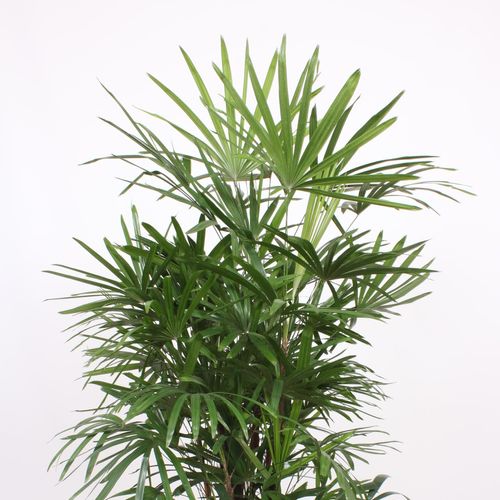 Rhapis excelsa T34 H190