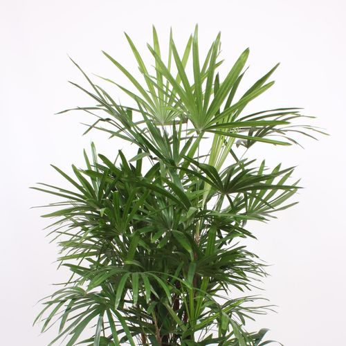 Rhapis excelsa T34 H190