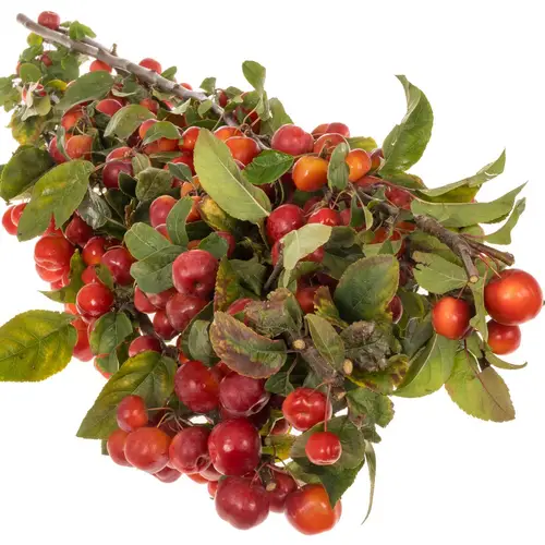 Zierapfel rot Sentinel 90cm 4 Im Karton