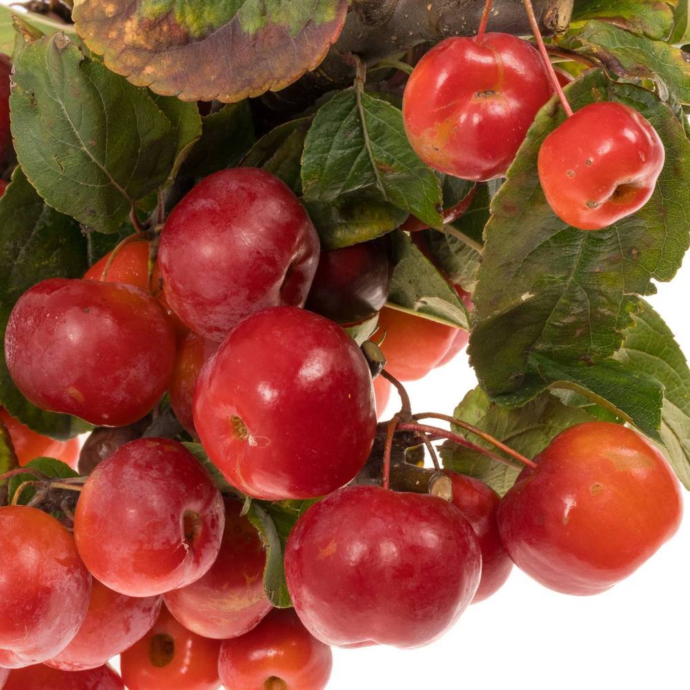 Äpfel rot Sentinel 90cm 4 Im Karton