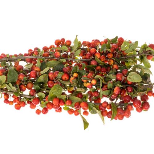 Äpfel rot Sentinel 90cm 4 Im Karton