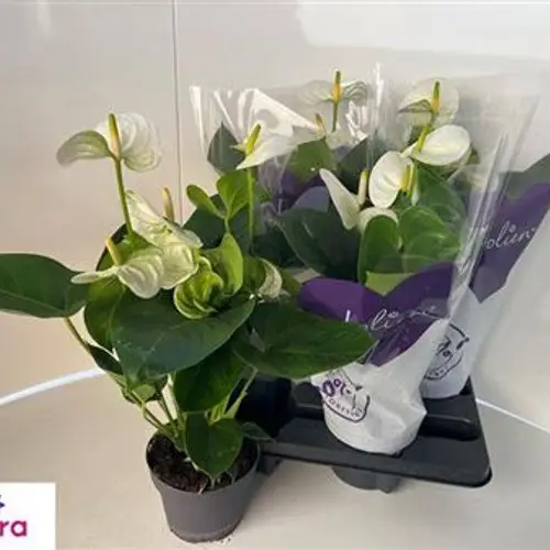 Anth.weiss Sierr 5+ Schnapch.Von Uhr T14 H050