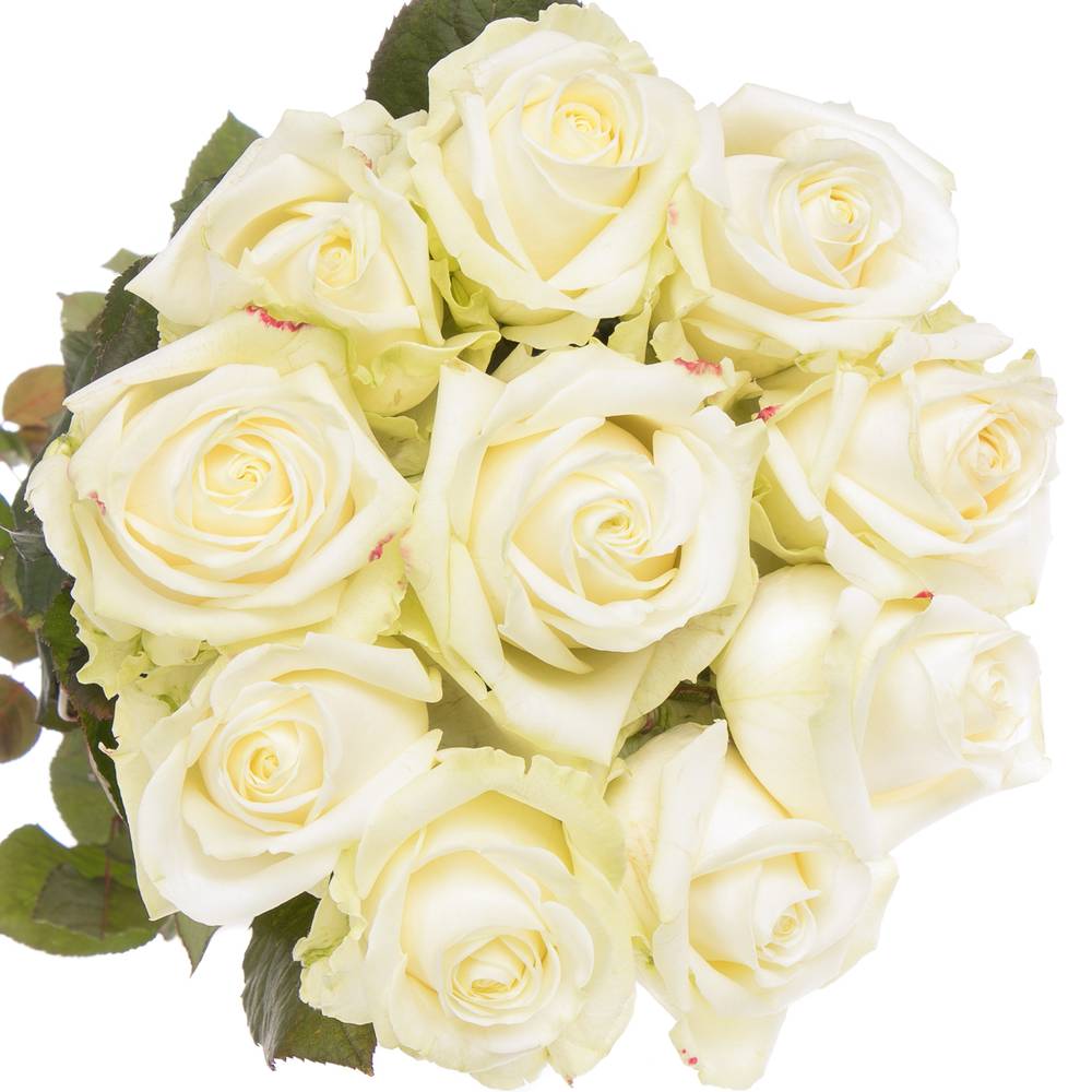 Rose creme/weiss Avalanche Superior SK Roses 80cm