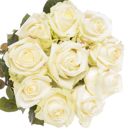 Rose creme/weiss Avalanche Superior SK Roses 80cm