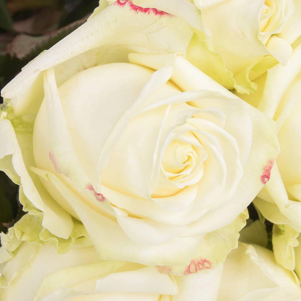 Rose creme/weiss Avalanche Superior SK Roses 80cm