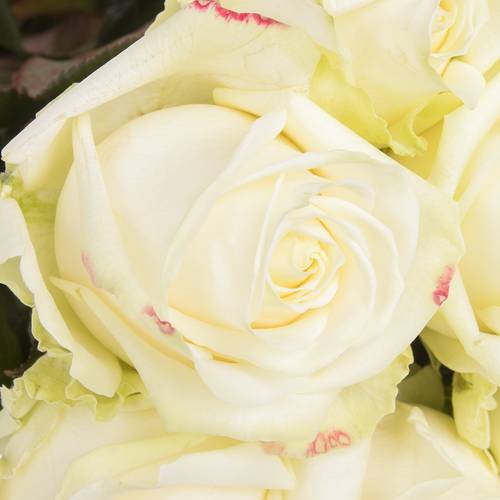 Rose creme/weiss Avalanche Superior SK Roses 80cm