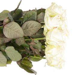 Rose creme/weiss Avalanche Superior SK Roses 80cm