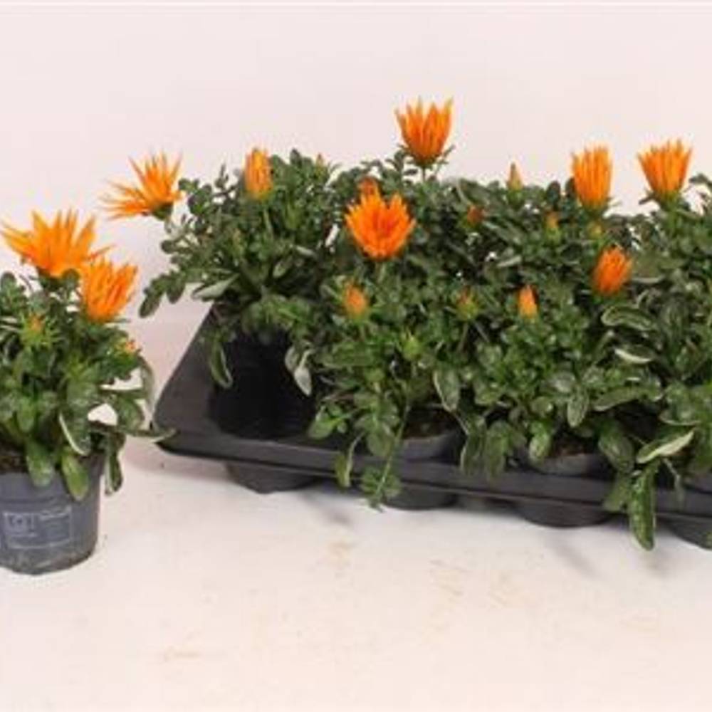 Gazania orange Schnapch. von Uhr T12 H025