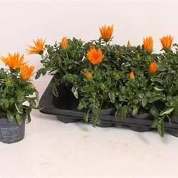 Gazania orange Schnapch. von Uhr T12 H025