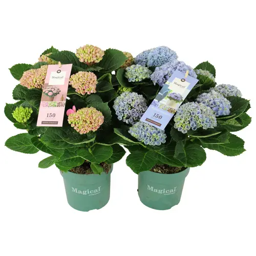 Hortensie lila/blau Magical Revolution 9+Blüte T14 H035