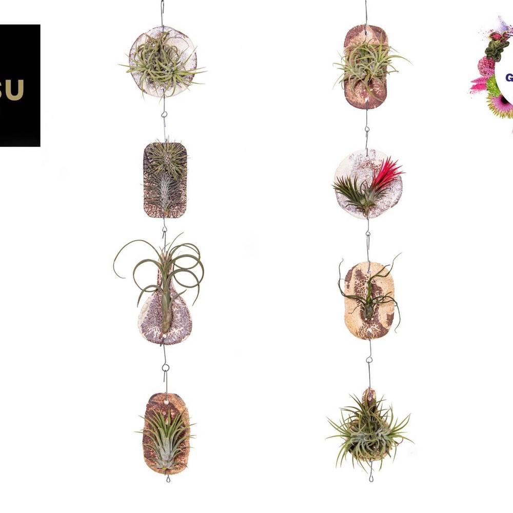 Tillandsia Ionantha Fliese "Tilly Tiles" T08 H015