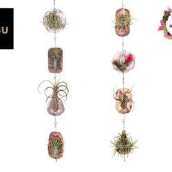 Tillandsia Ionantha Fliese "Tilly Tiles" T08 H015