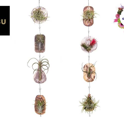 Tillandsia Ionantha Fliese "Tilly Tiles" T08 H015