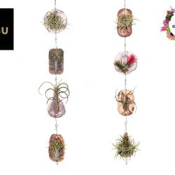 Tillandsia Ionantha Fliese "Tilly Tiles" T08 H015