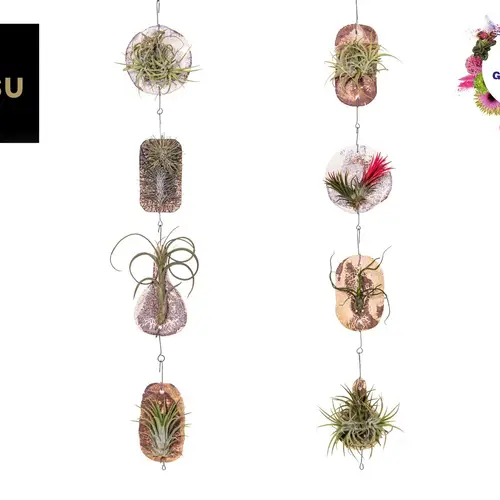 Tillandsia Ionantha Fliese "Tilly Tiles" T08 H015