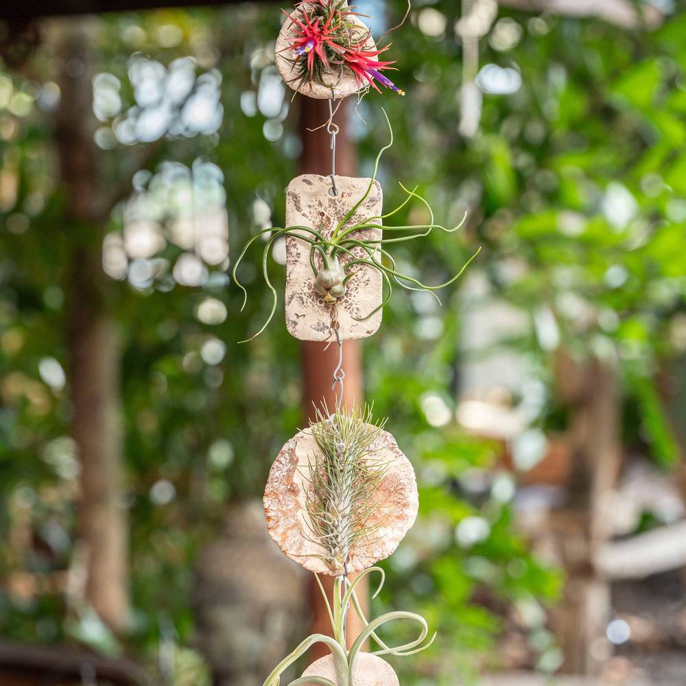 Tillandsia Ionantha Fliese "Tilly Tiles" T08 H015