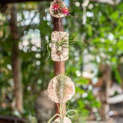 Tillandsia Ionantha Fliese "Tilly Tiles" T08 H015