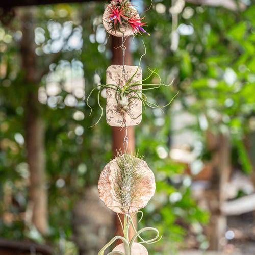 Tillandsia Ionantha Fliese "Tilly Tiles" T08 H015