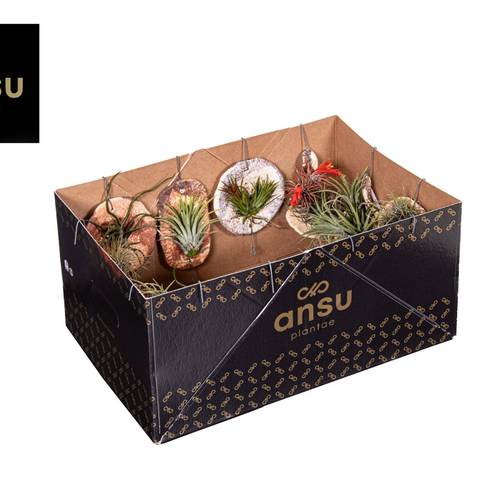 Tillandsia Ionantha Fliese "Tilly Tiles" T08 H015