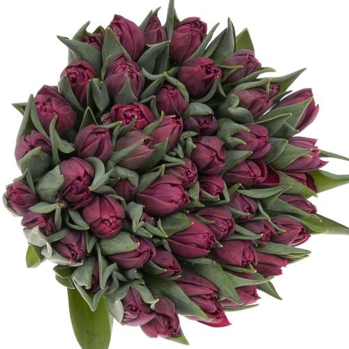 Tulpe lila doppel Bradly 32 Gramm