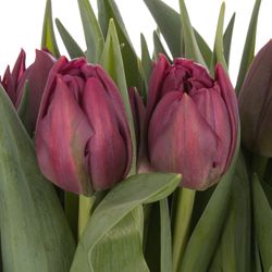Tulpe lila doppel Bradly 32 Gramm