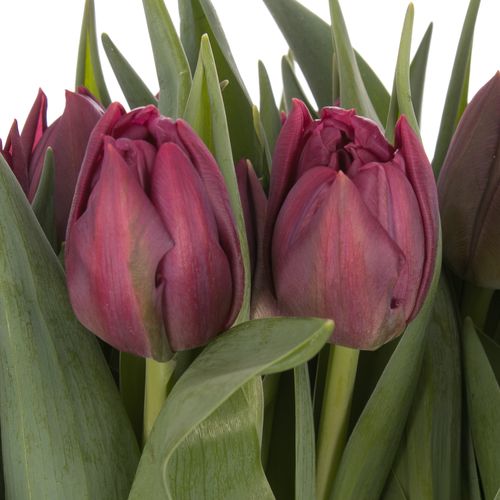 Tulpe lila doppel Bradly 32 Gramm