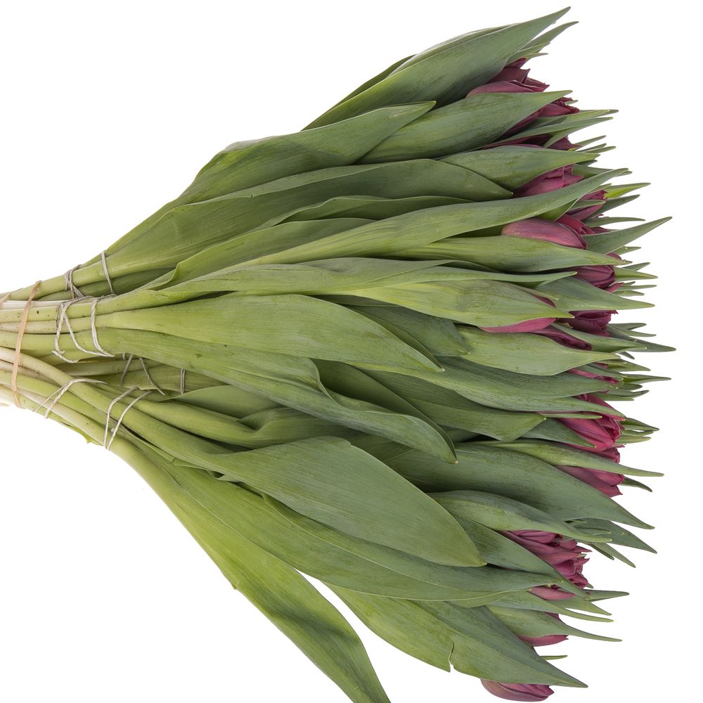 Tulpe lila doppel Bradly 32 Gramm