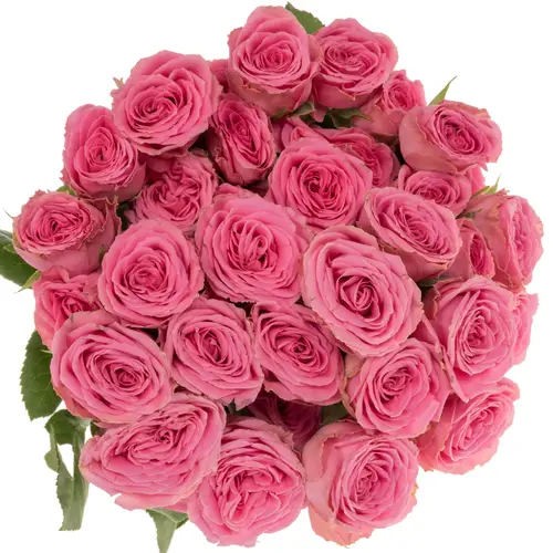 Rose verzweigt rosa Paulette 5+Blüte 50cm