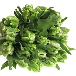 Tulpe grün Super Parrot Triflor 28 Gramm