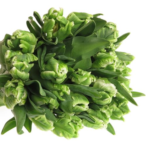 Tulpe grün Super Parrot Triflor 28 Gramm