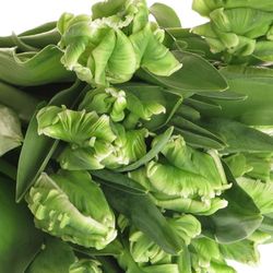 Tulpe grün Super Parrot Triflor 28 Gramm