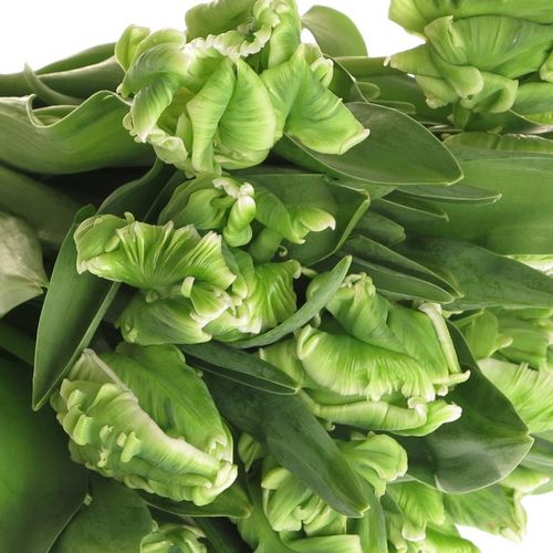 Tulpe grün Super Parrot Triflor 28 Gramm