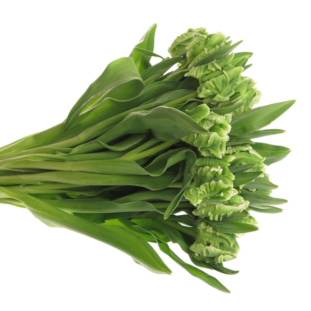 Tulpe grün Super Parrot Triflor 28 Gramm