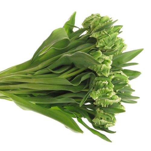 Tulpe grün Super Parrot Triflor 28 Gramm