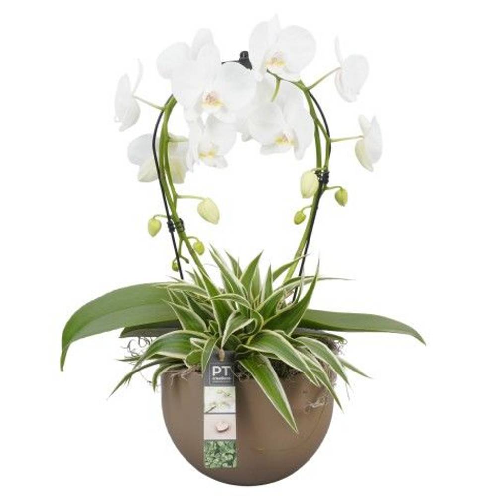 Phal.Arr PTPH6006 T19 H052