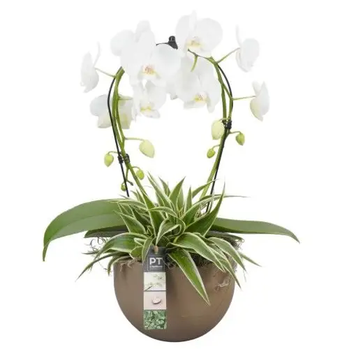 Phal.Arr PTPH6006 T19 H052