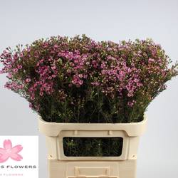 Wachsflower rosa Jupiter 70 Gramm 80cm