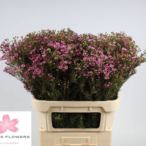 Wachsflower rosa Jupiter 70 Gramm 80cm
